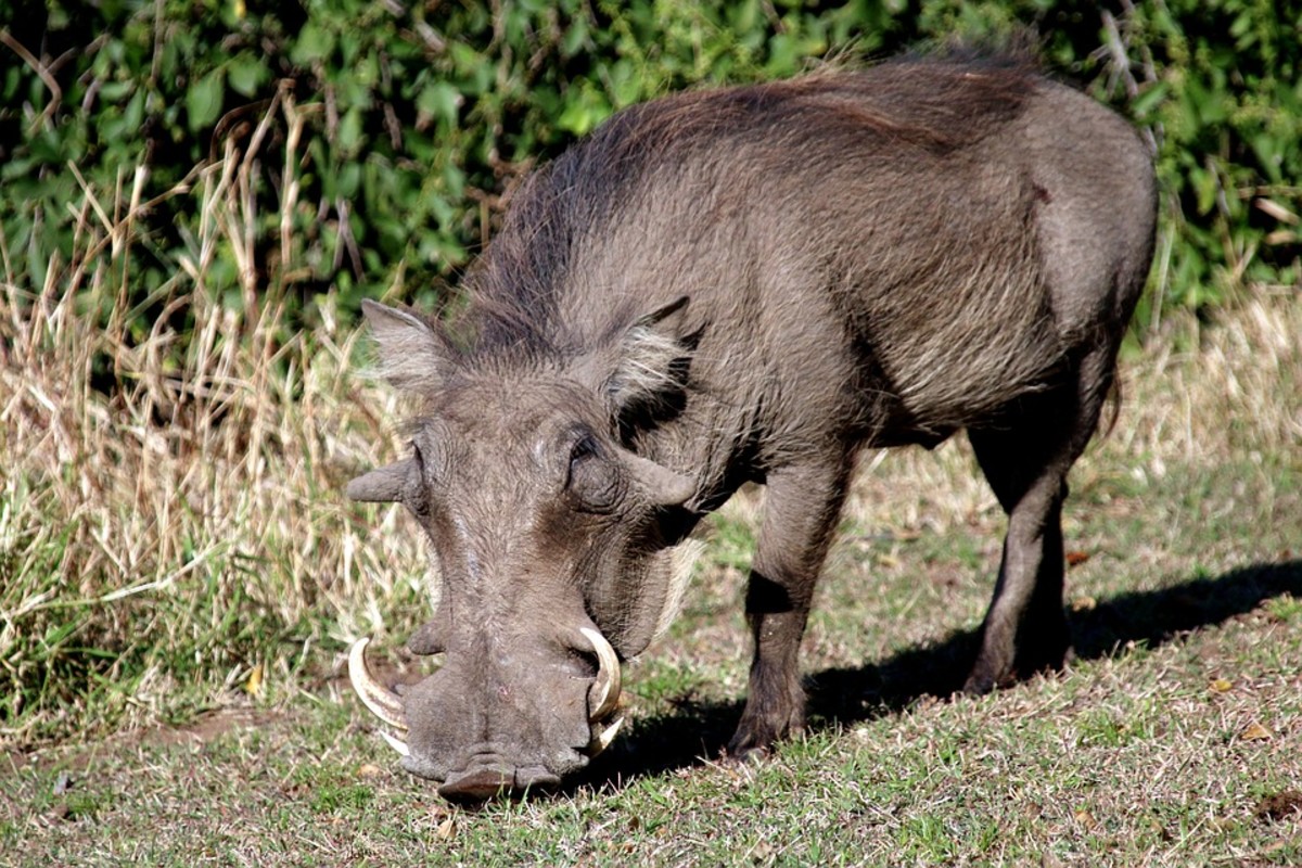 top-50-animals-with-long-noses.jpg