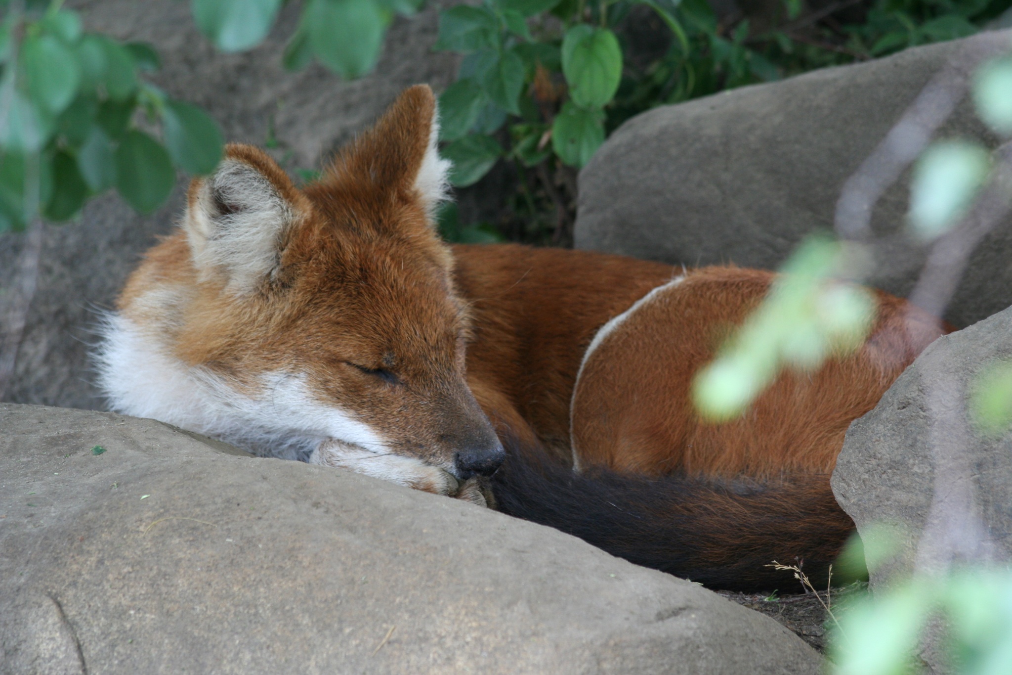 sleeping-dhole.jpg