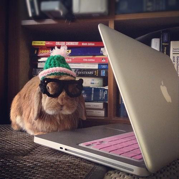 rambo-hipsterbun.jpg