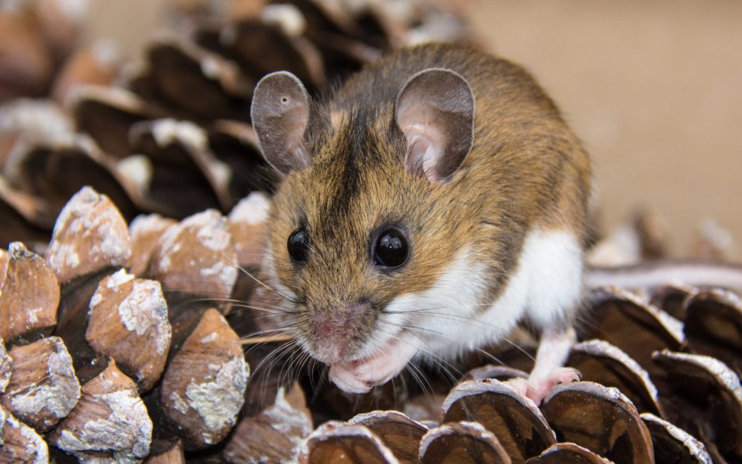 If You See One Mouse, There Are More | ABC Humane Wildlife Control and  Prevention