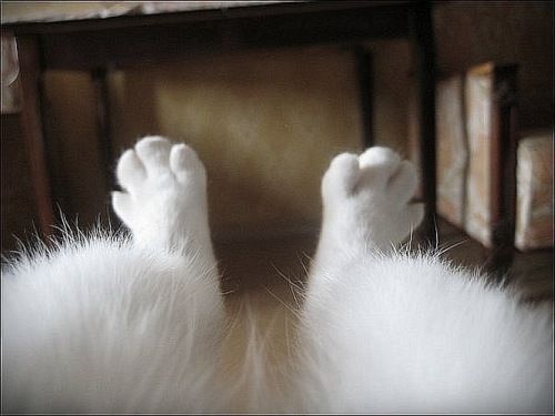 funny-hairy-legs-cat.jpg