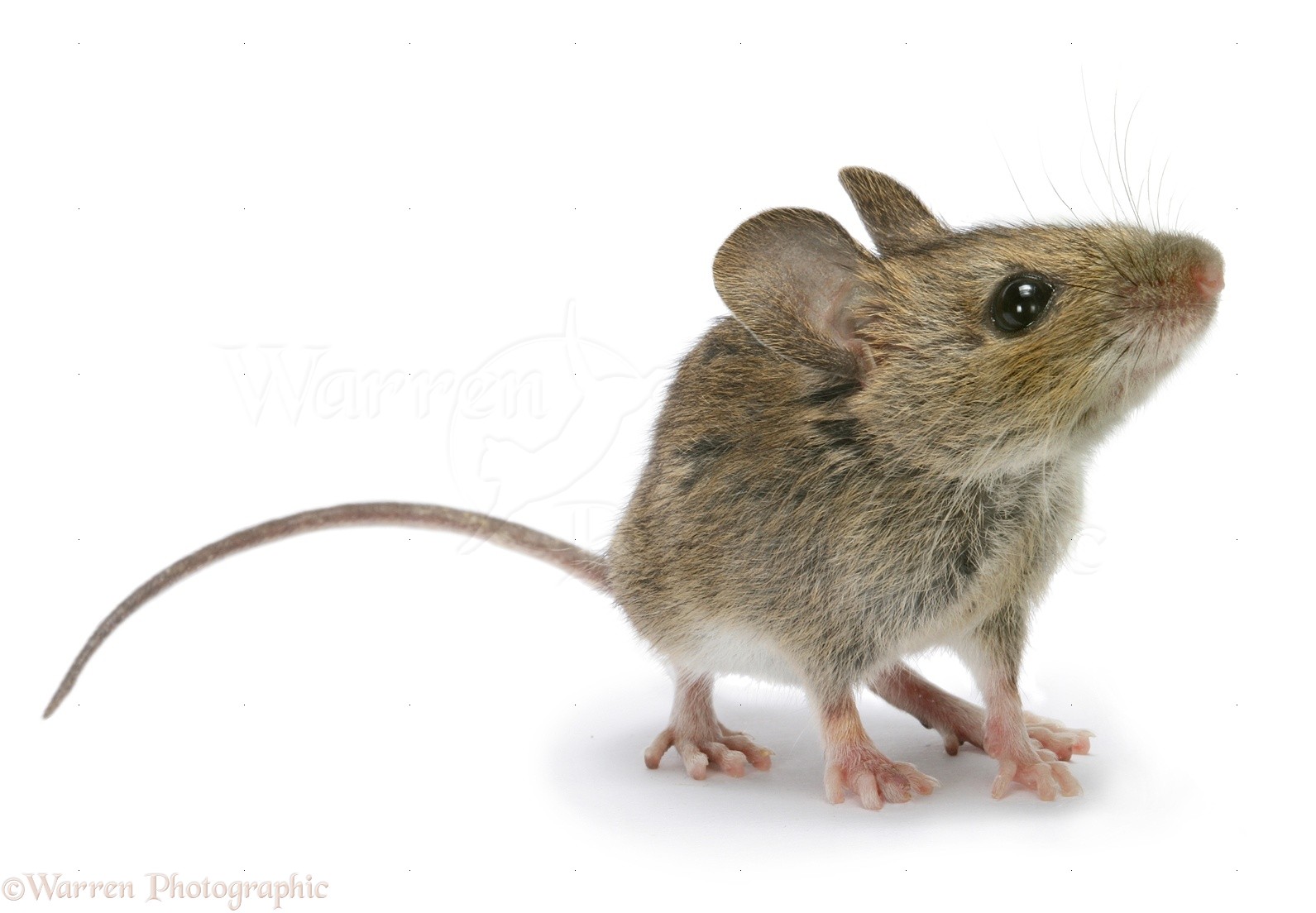 26019-Wood-mouse-white-background.jpg