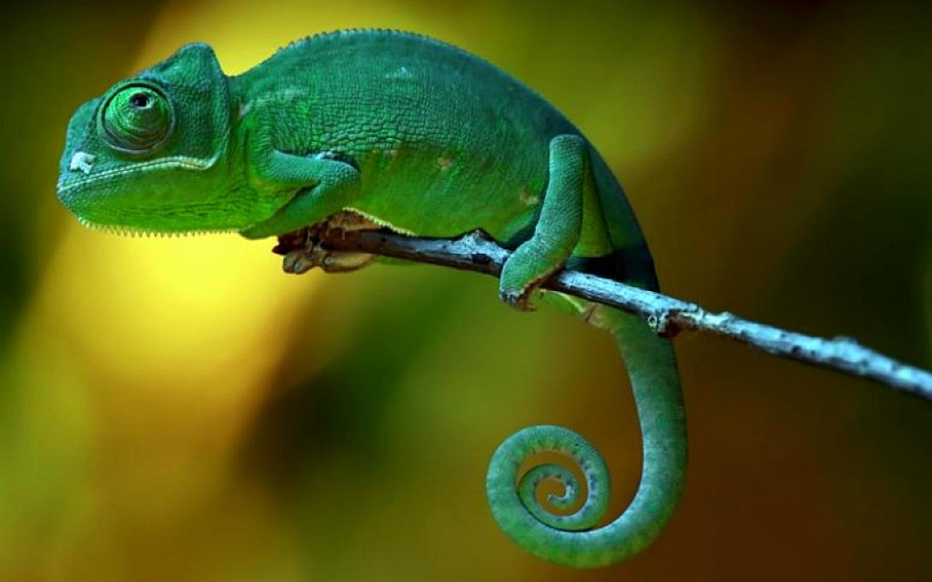 chameleon-branch-1.jpg