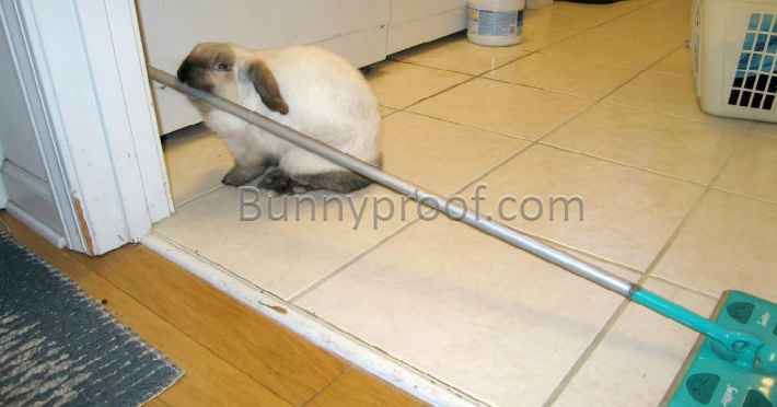 bunny-mop-kitchen.jpg