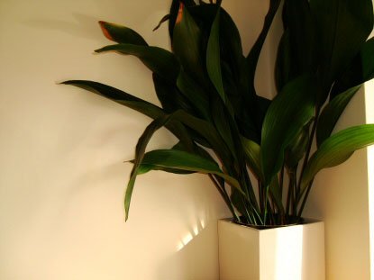 aspidistra-large.jpg