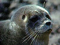 ringed-seal-image-01.jpg