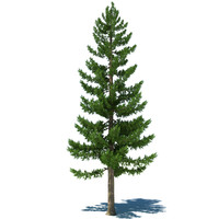 pine%20tree%20a.jpgf63560fa-2709-40ae-b091-d8b06ead024eRes200.jpg