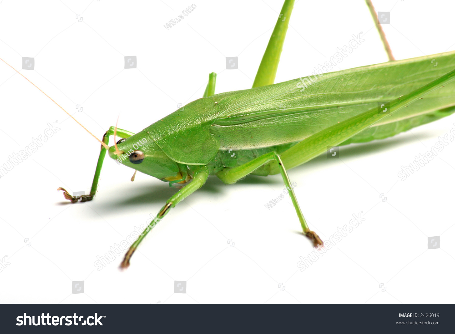 stock-photo-green-locust-isolated-on-white-background-2426019.jpg