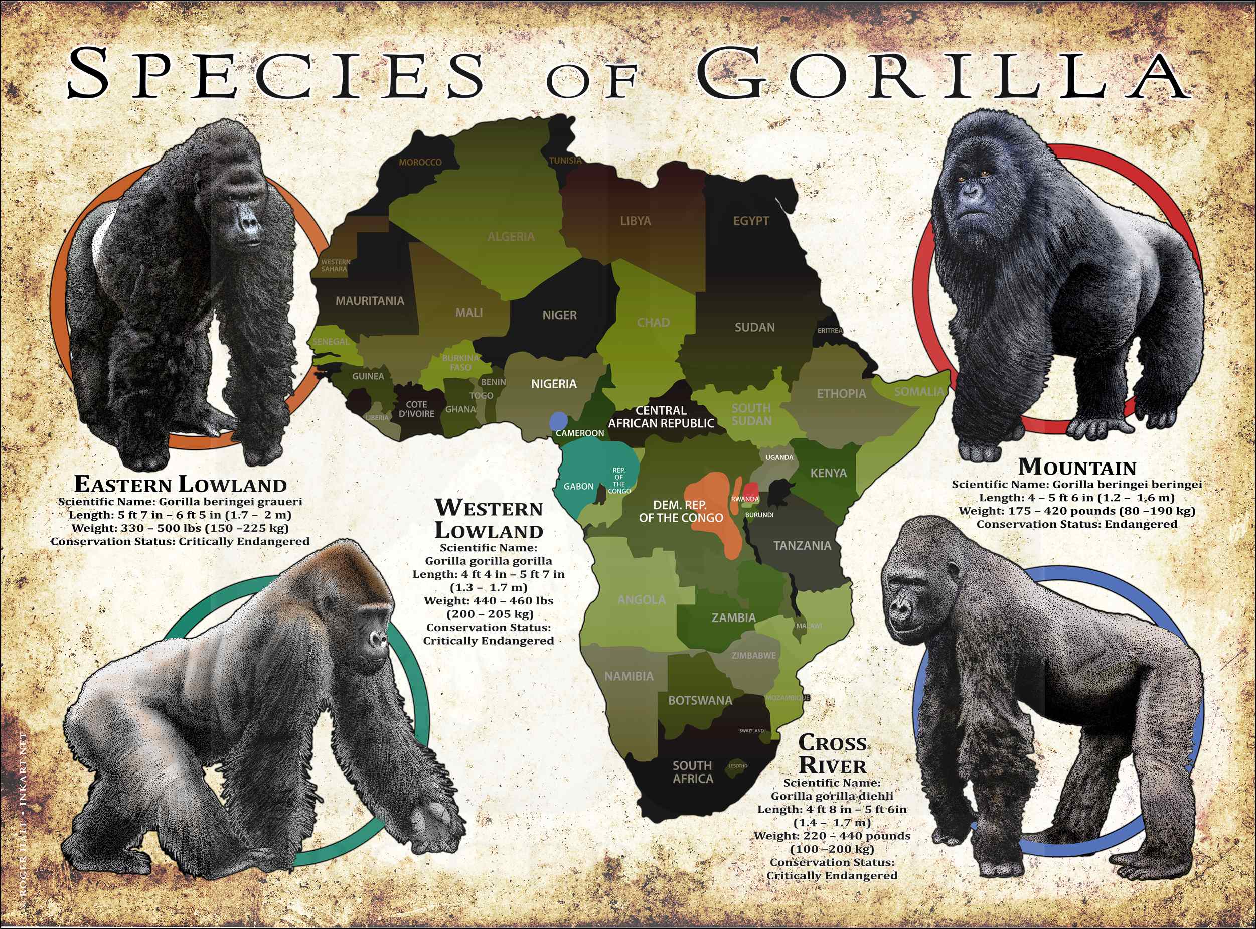 Species-of-Gorilla.jpg