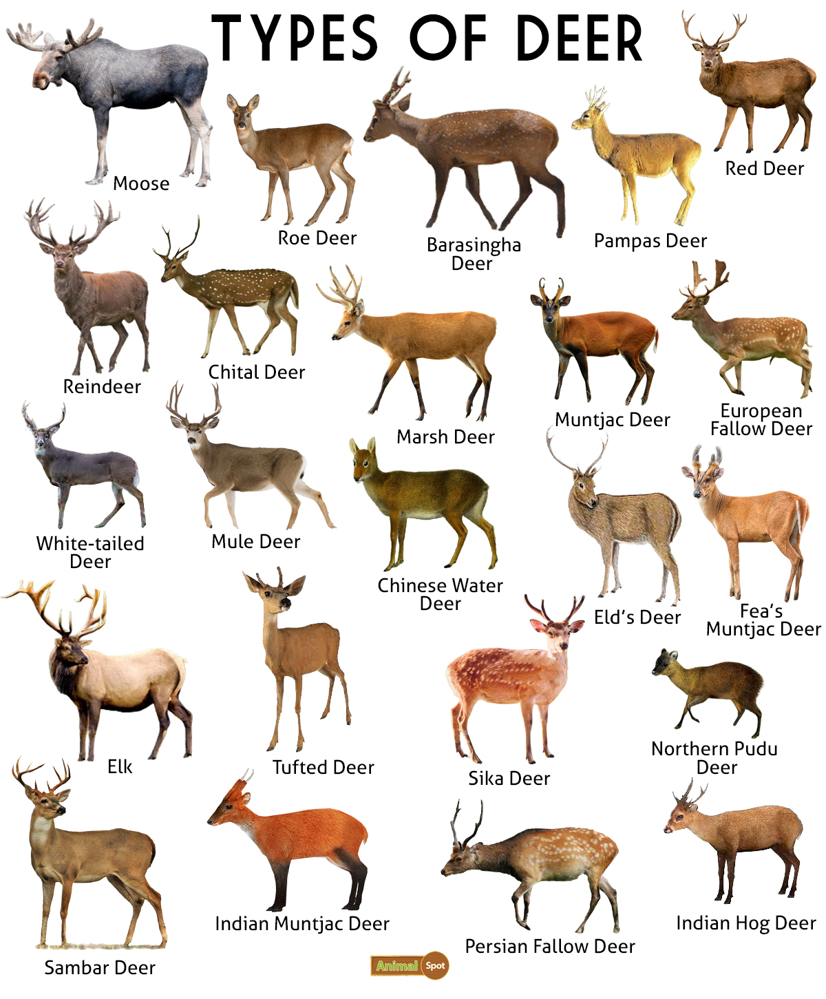 Types-of-Deer.jpg