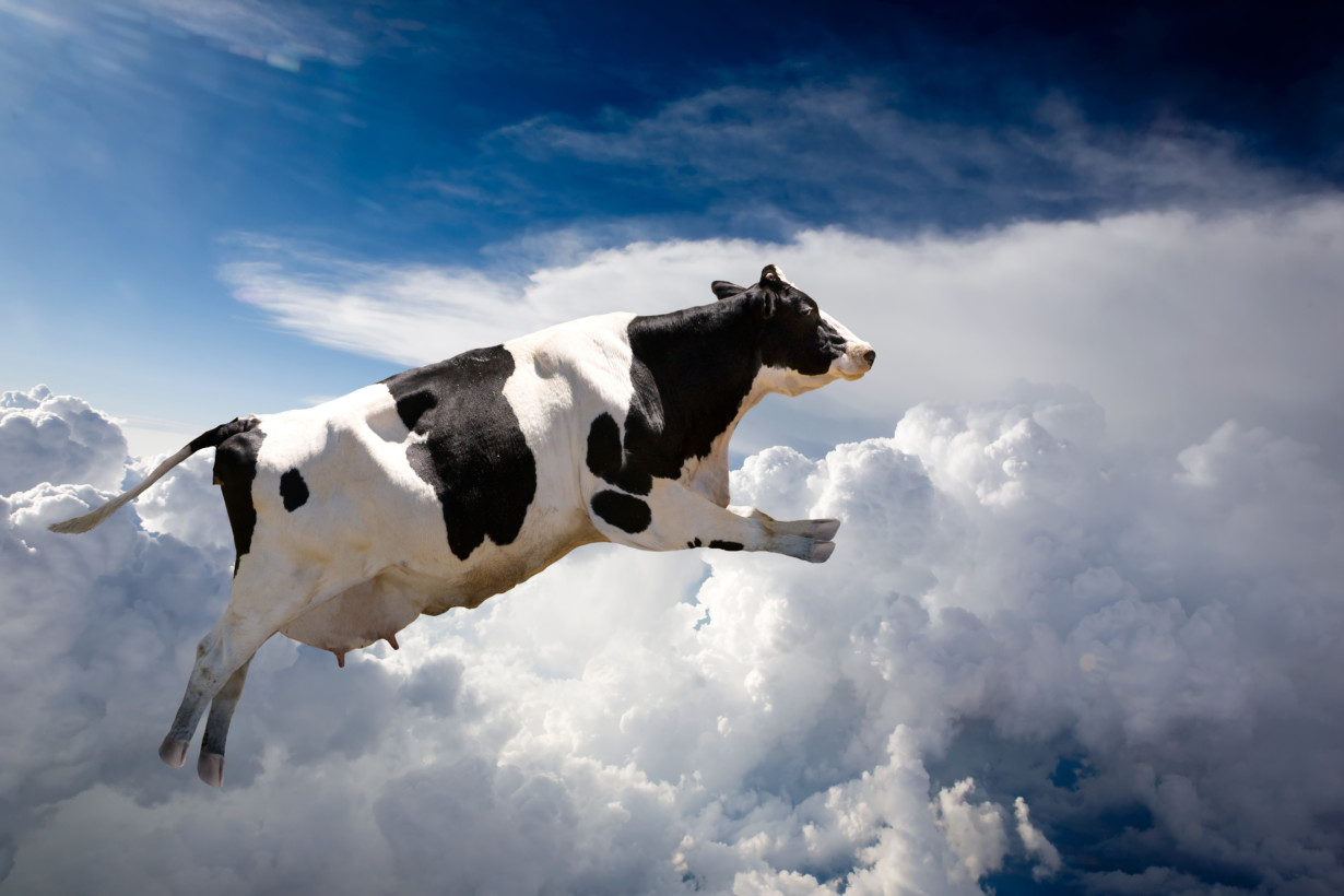 flying-cow.jpg