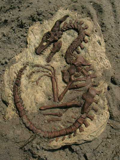 dragon_fossil_by_atomicterrier.jpg