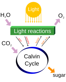 220px-Simple_photosynthesis_overview.svg.png