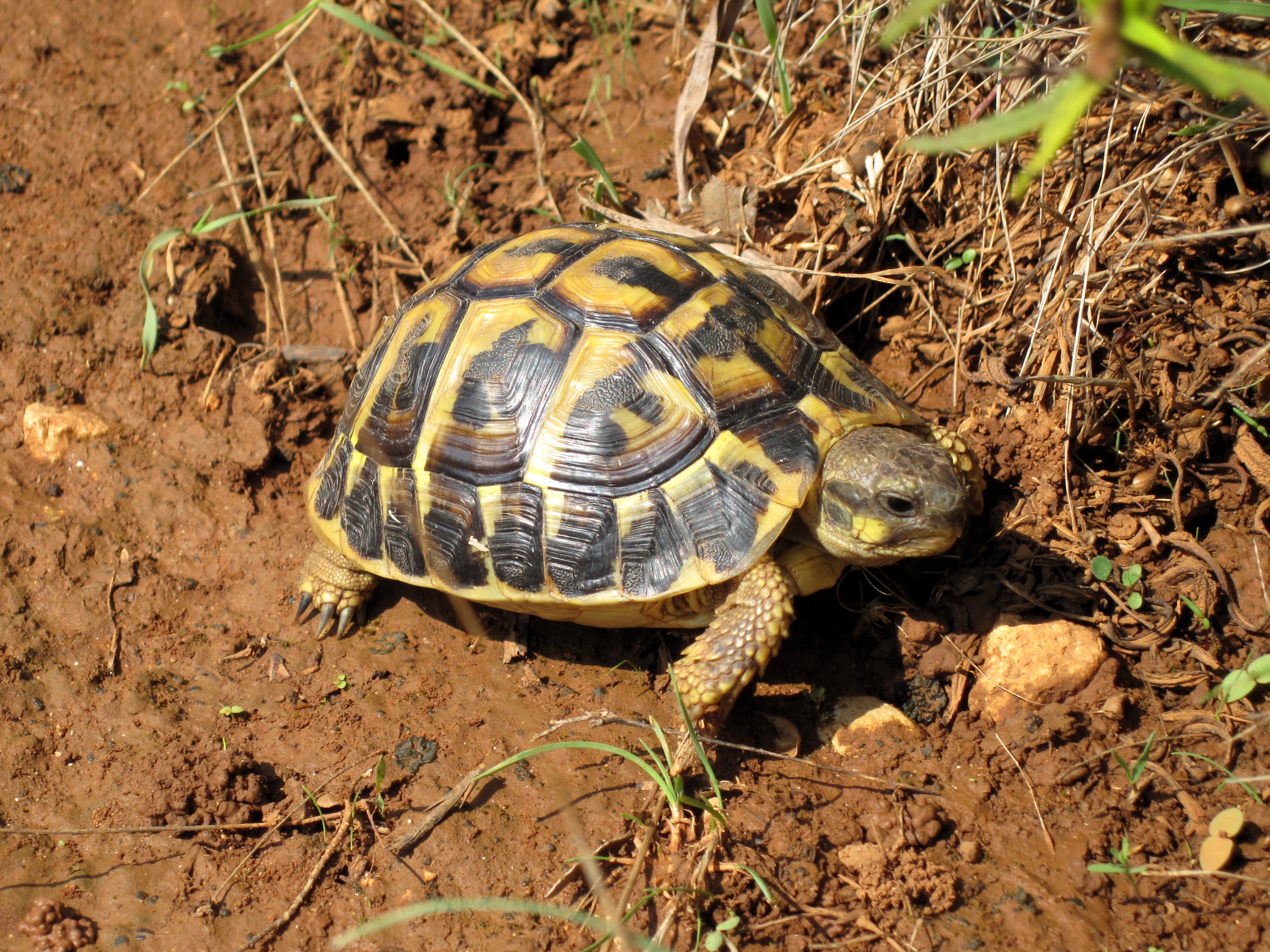 Testudo_hermanni_hermanni_05.jpg