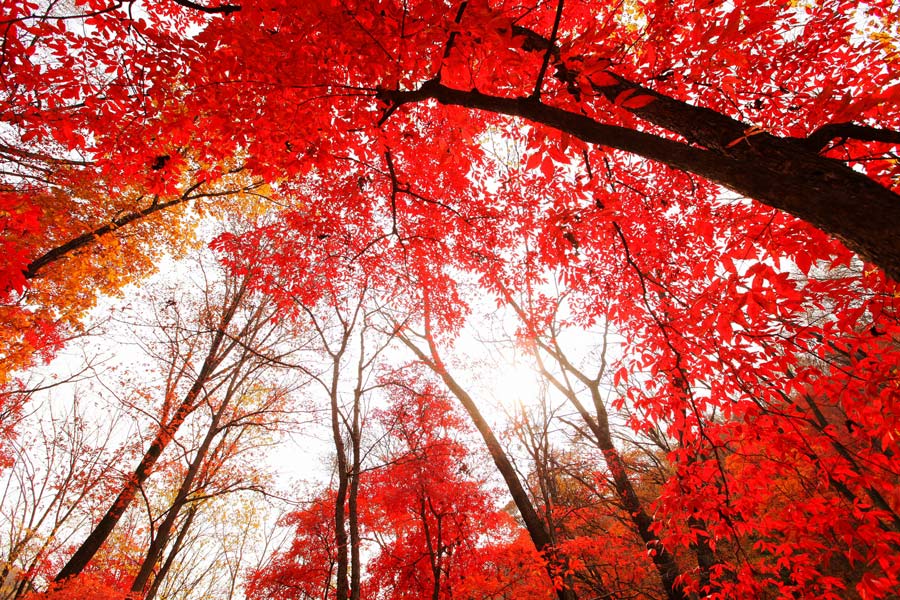 Where to see red leaves of autumn[2]- Chinadaily.com.cn