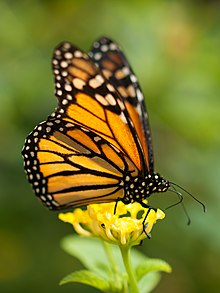 220px-Monarch_butterfly_in_Grand_Canary.jpg