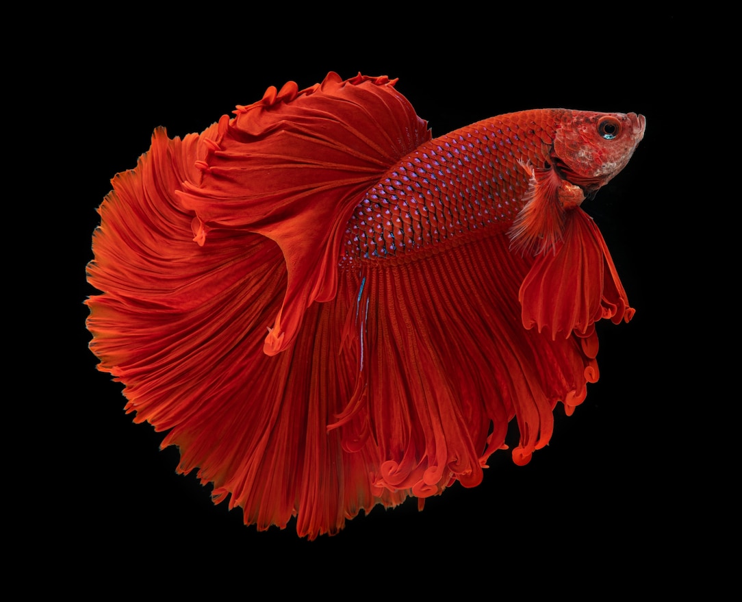 See the flamboyant grandeur of the common betta fish