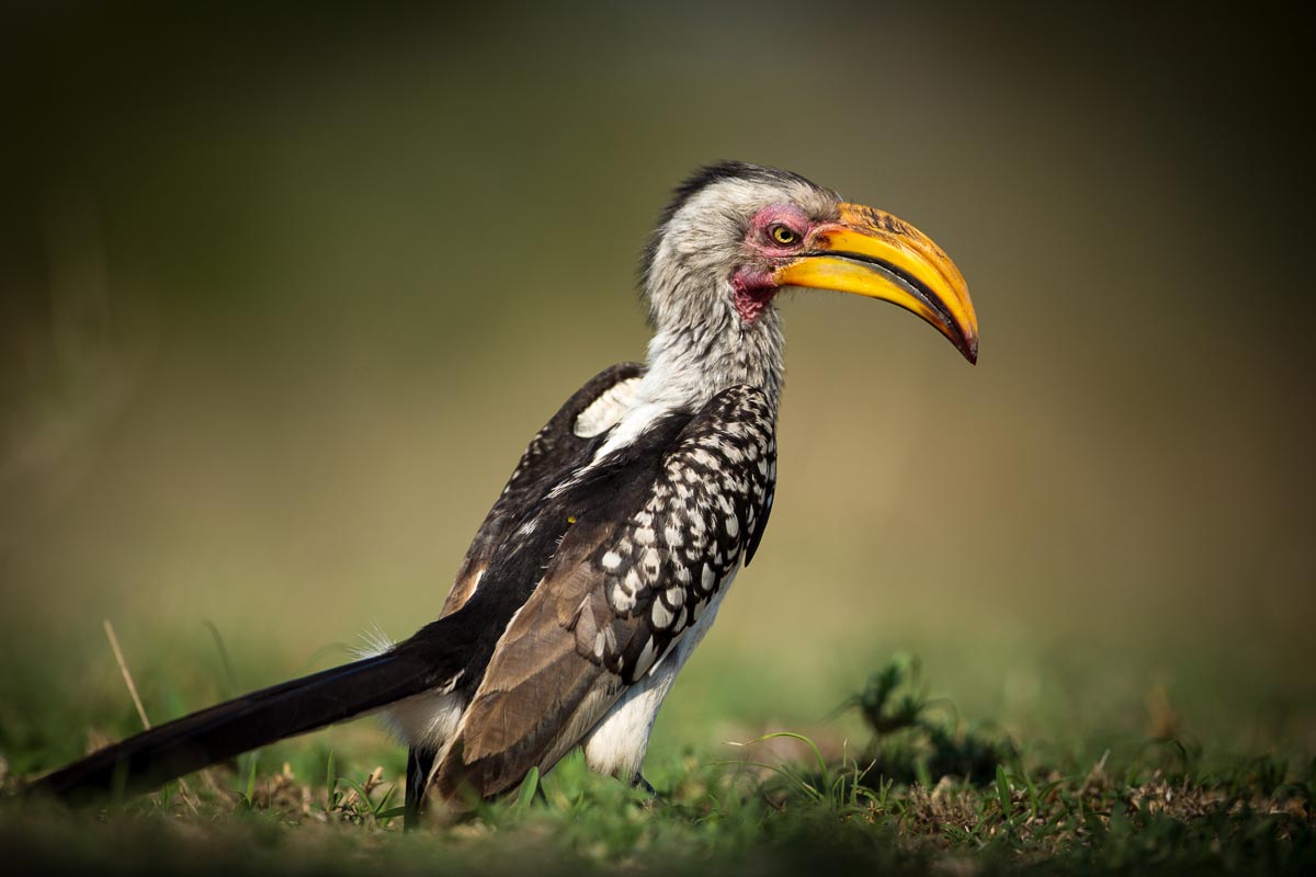 Lance-Hornbill-3.jpg