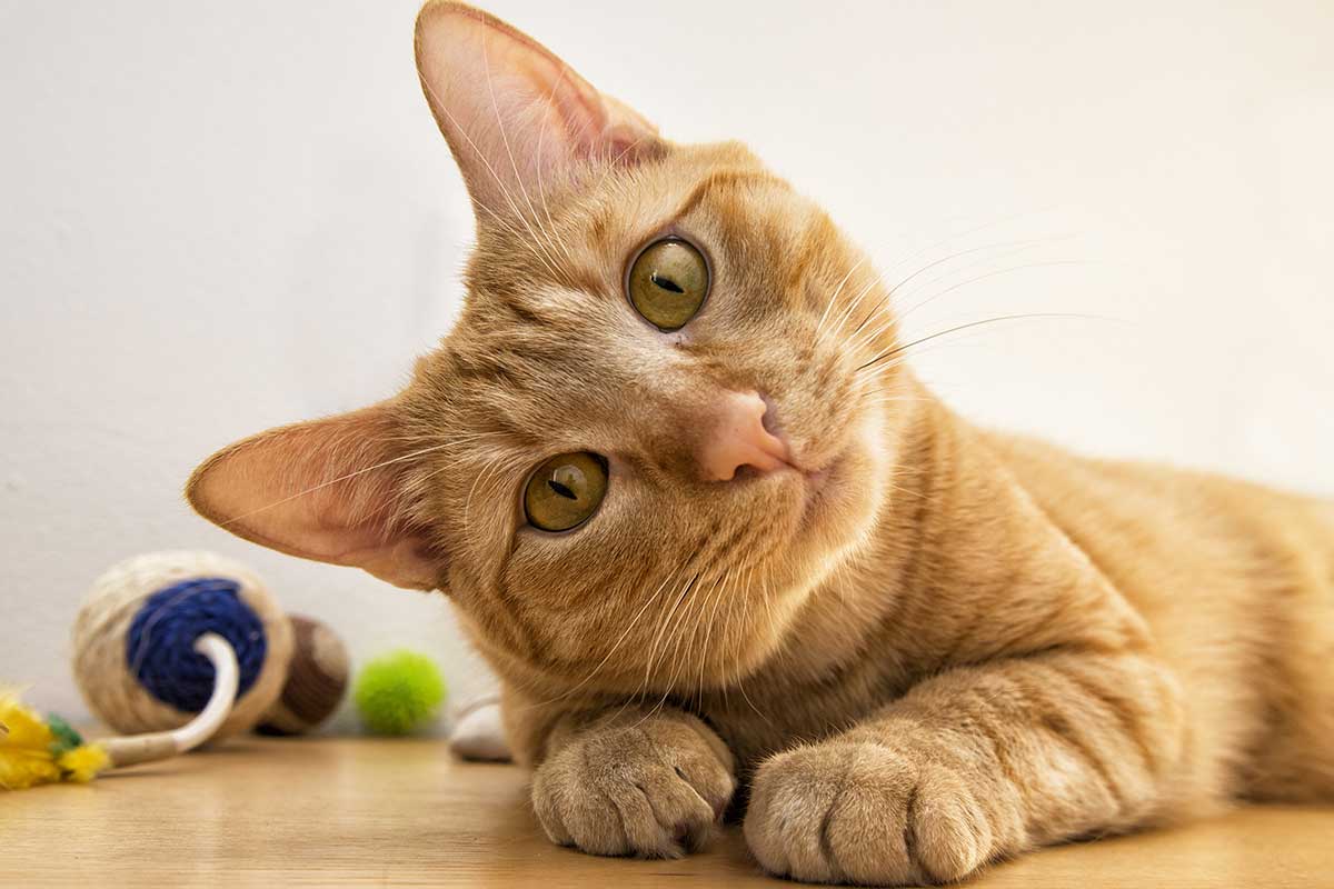 Beat Feline Boredom With 3 Fun Cat Games | Fear Free Happy Homes