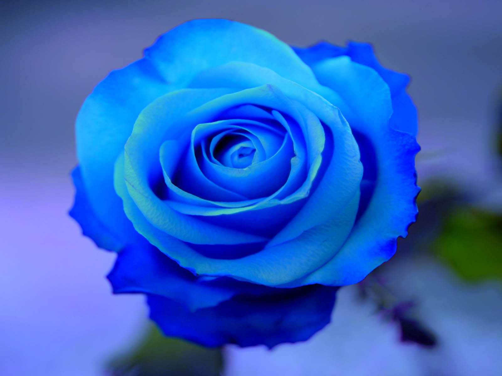 Blue+Rose+Wallpapers+1.jpg