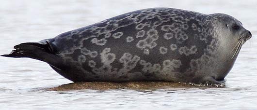 ringed-seal-on-ice.jpg