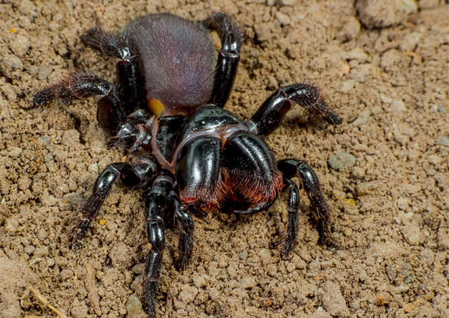 Mouse Spider : School of Biomedical Sciences