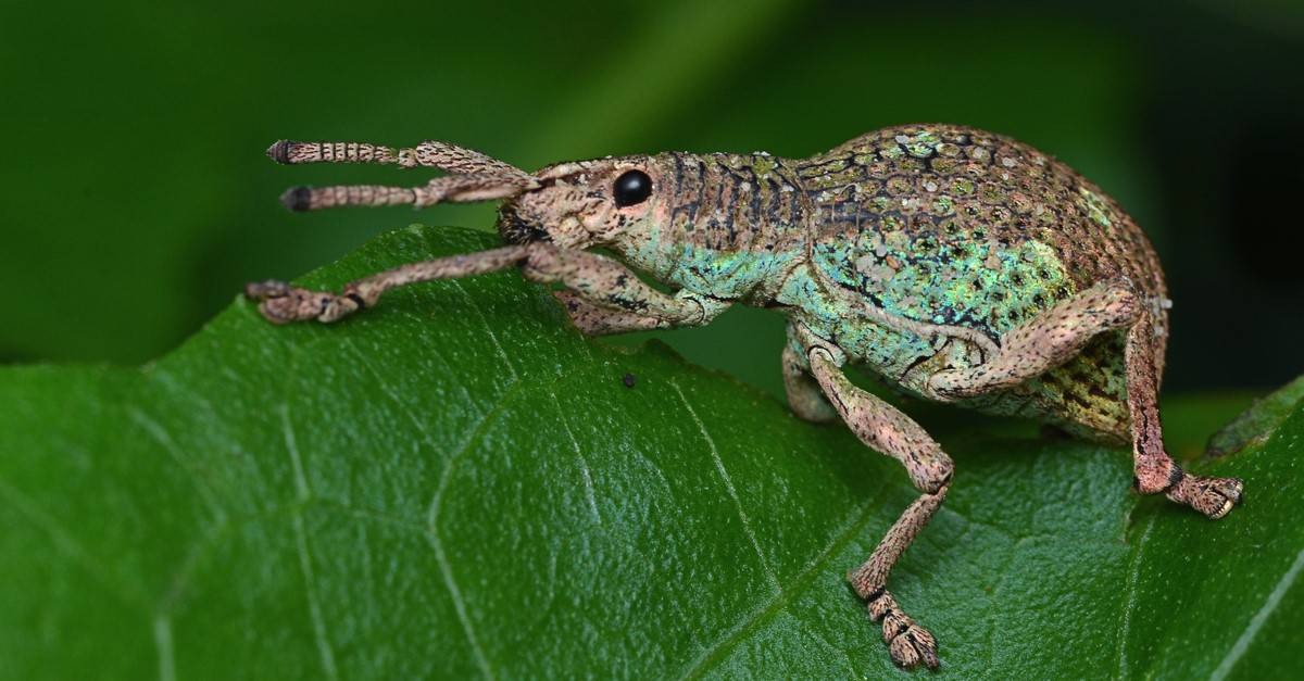 What Do Weevils Eat? - AZ Animals