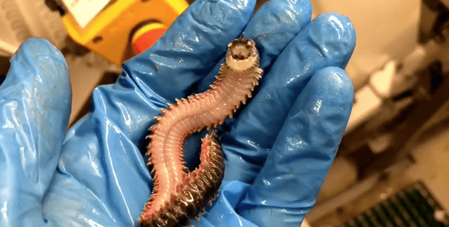 A Creepy 'Smiling' Worm Was Discovered In The Depths Of The Ocean