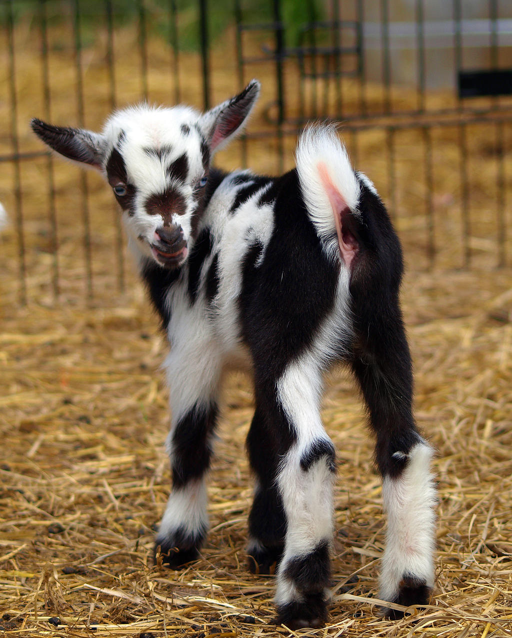 baby_goats_5_by_dracoart_stock.jpg