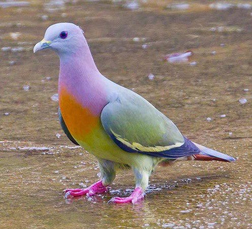 Pink-Necked-Green-Pigeon.jpg