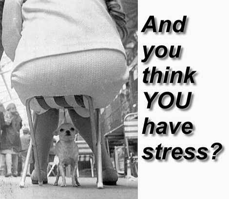 funny-stress-quotes-3.jpg