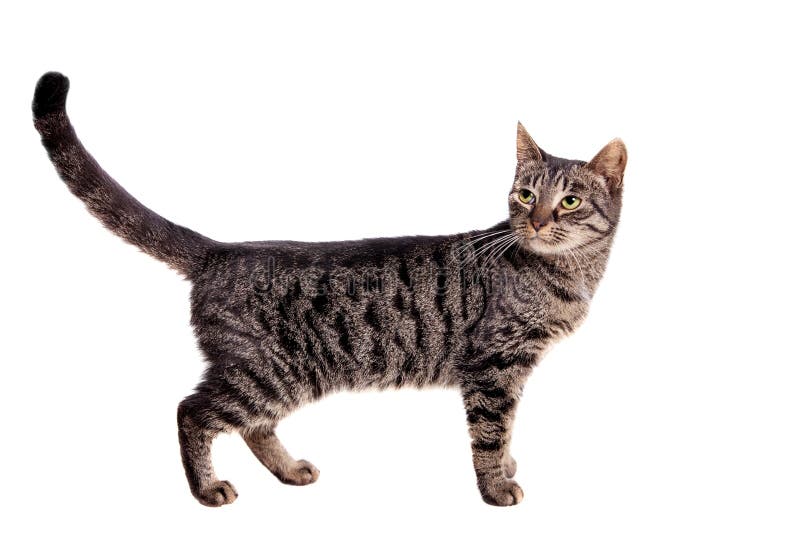 thin-adult-tabby-cat-isolated-white-background-42058341.jpg