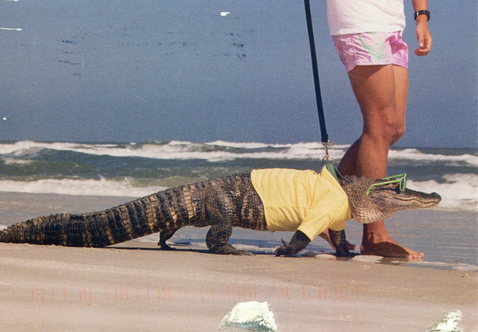 alligator_on_leash.jpg