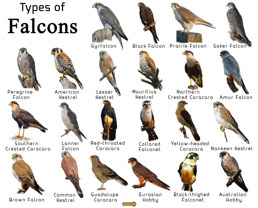 Types-of-Falcons.jpg