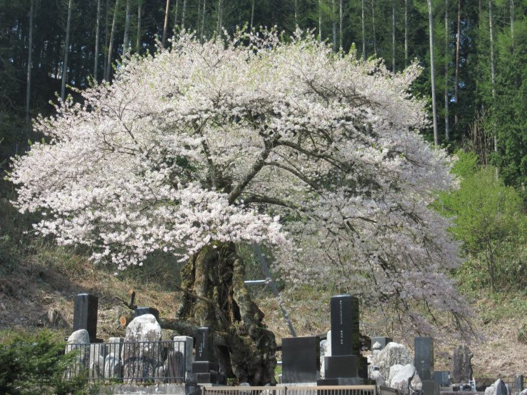 cemeteries-in-japan-199797.jpg