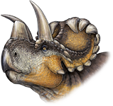 wendiceratops-head.png