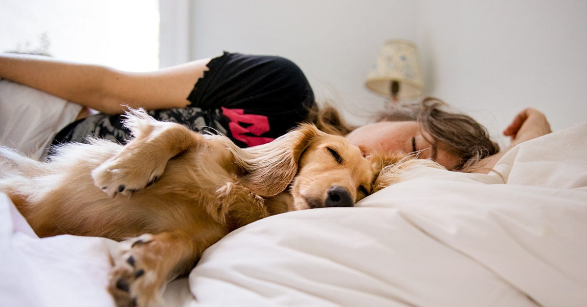 dog_sleeping-in-bed-with-his-human-1200x628-facebook-1200x628.jpg