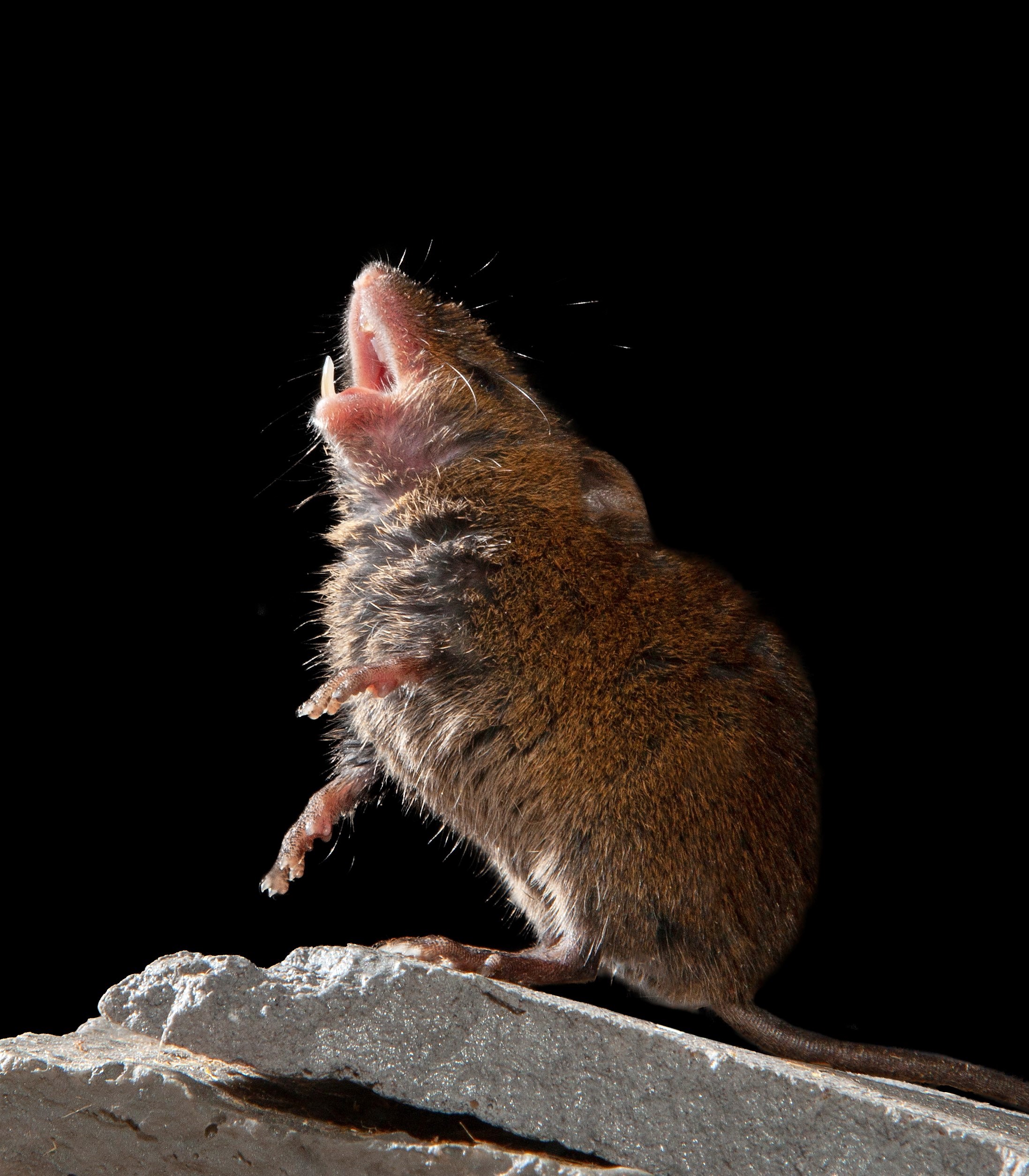 These mice sing their little hearts out—and that's good for neuroscience