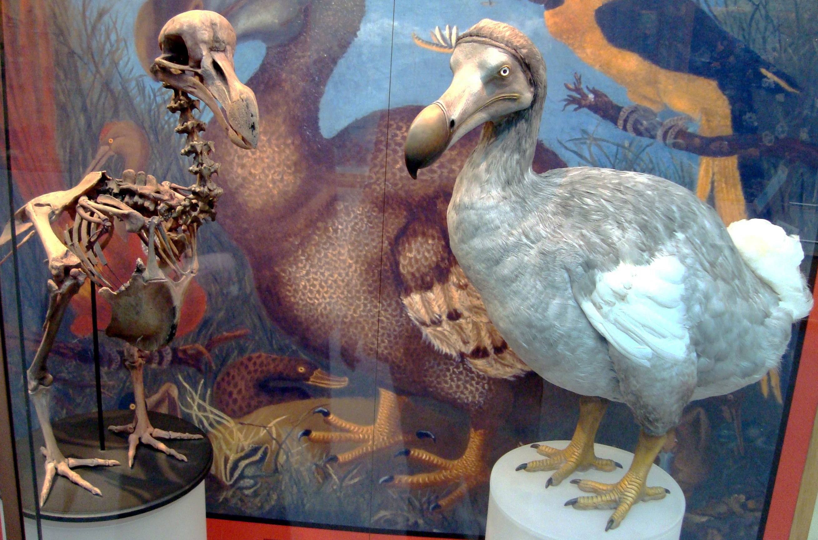 Oxford_Dodo_display.jpg