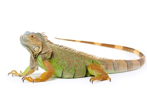 buy-iguana-for-sale.png