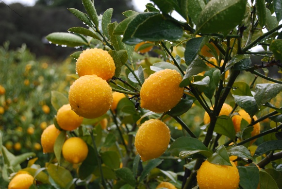 localharvest_lemons.15395618.jpg