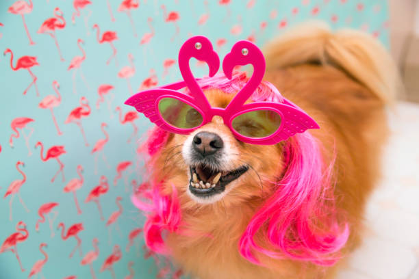 pomeranian-dog-wearing-glasses-dog-wearing-wig.jpg