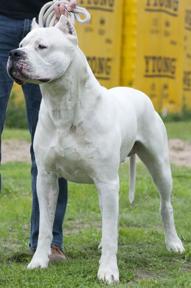 Dogo_argentino_sylwetka.jpg