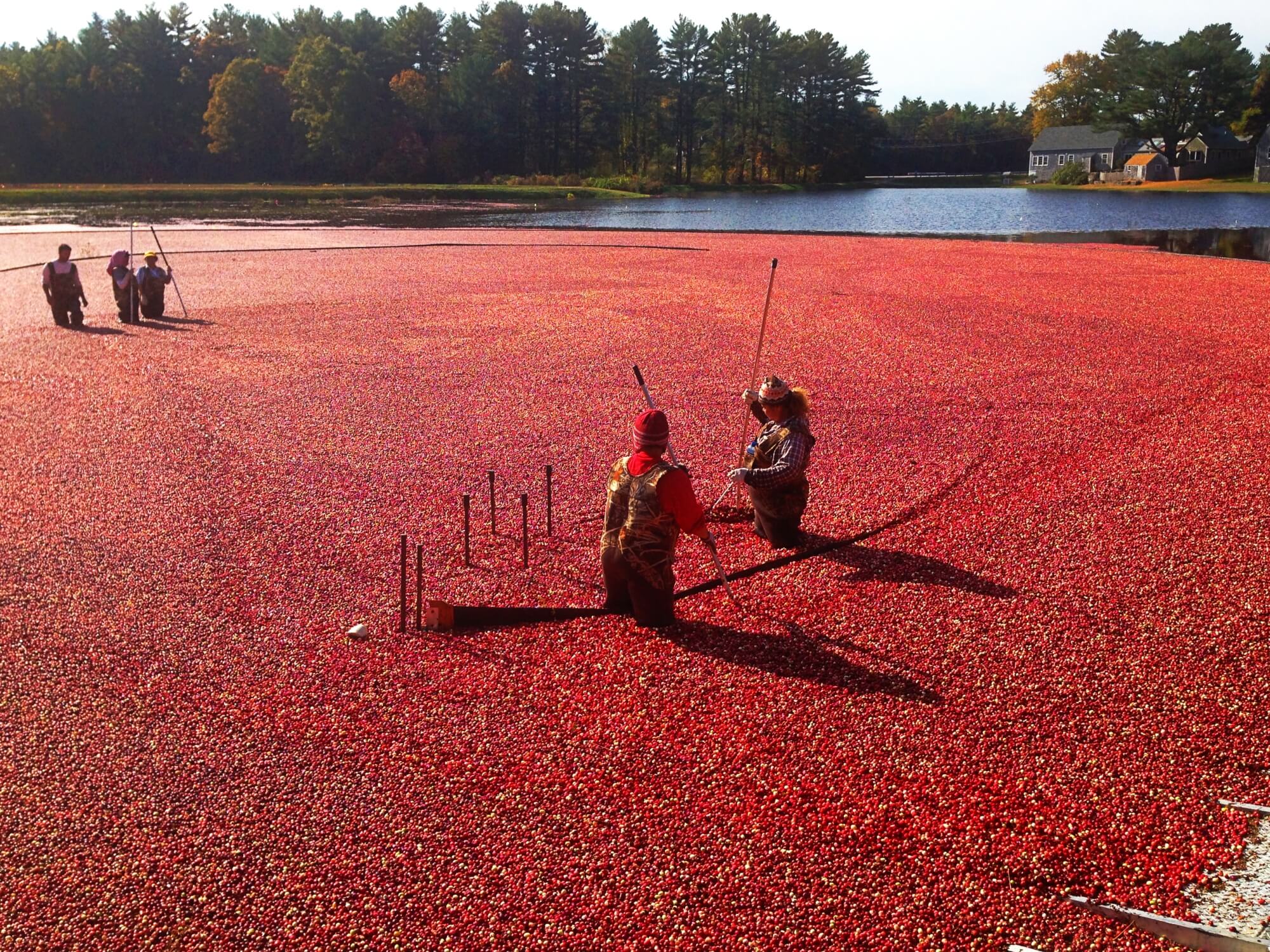 Cranberry-bog-2.jpg