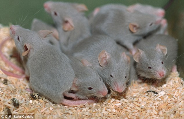 30ACD1B700000578-3421329-Researchers_injected_mice_stock_image_with_an_acid_that_mimics_a-a-44_1454005792330.jpg