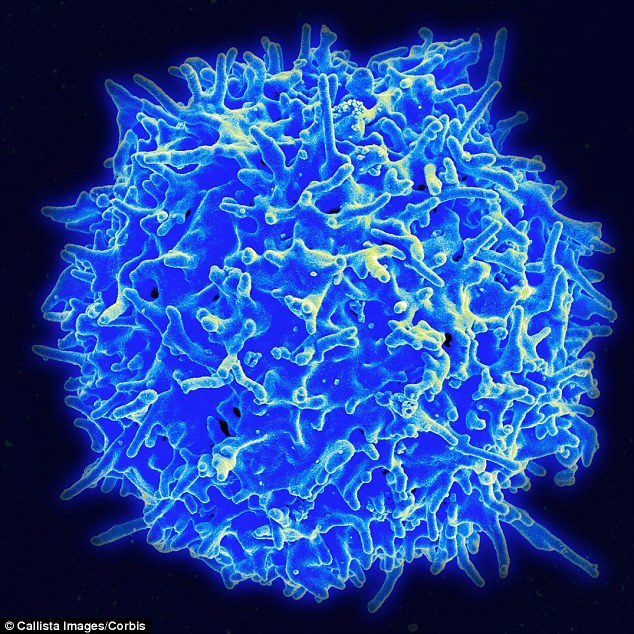 30ACD1C300000578-3421329-The_study_centres_on_T_lymphocytes_immune_cells_that_react_to_in-a-45_1454005796014.jpg