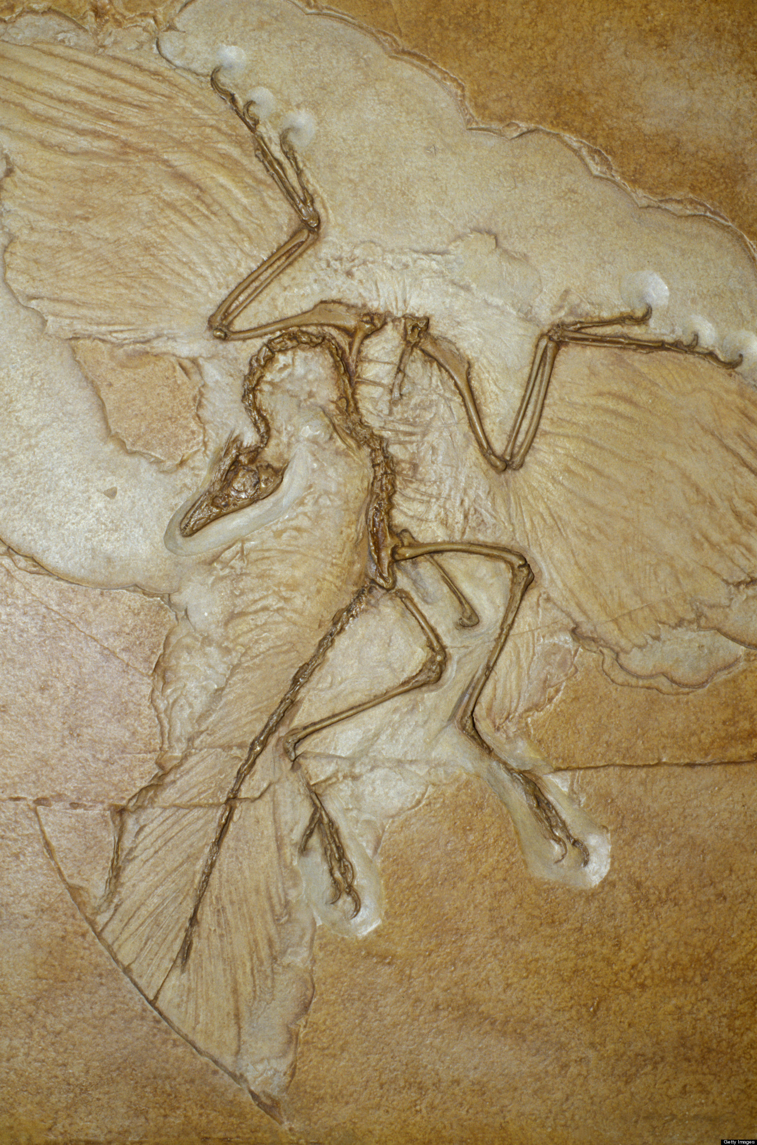 o-ARCHAEOPTERYX-facebook.jpg