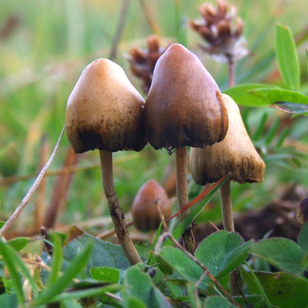 Psilocybe_semilanceata_6514.jpg