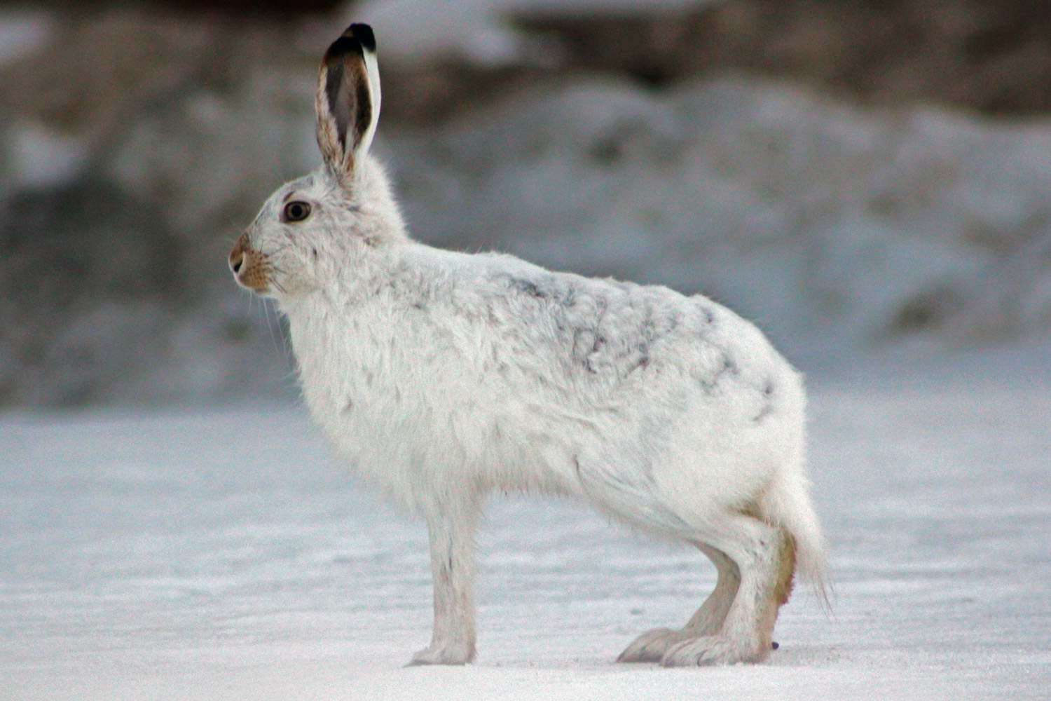 Edmonton_Leporidae2_-JefferyJ-Nichols-User-Arctic-gnome-CC-Att-SA3-Un.jpg